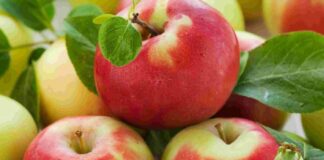 В Україні різко подорожчали яблука: чи варто чекати зниження вартості фруктів розповіли аналітики - today.ua