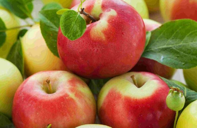 В Україні різко подорожчали яблука: чи варто чекати зниження вартості фруктів розповіли аналітики - today.ua