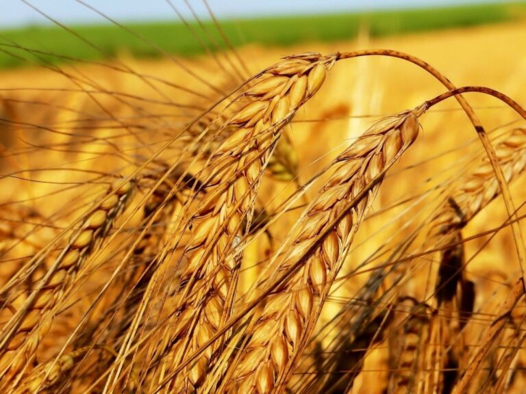 Свято 10 вересня: для чого на Анну Пророчицю ховали в будинках пшеничні колоски - today.ua