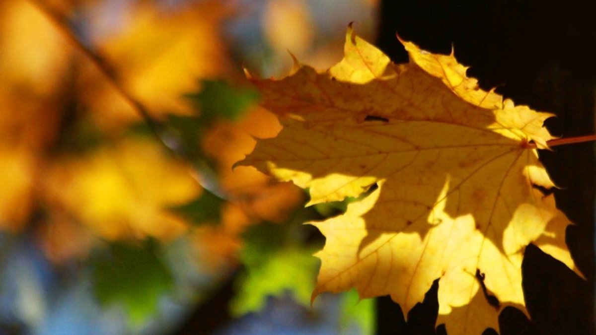 В Украину вернулась летняя жара: синоптики порадовали прогнозом на начало недели