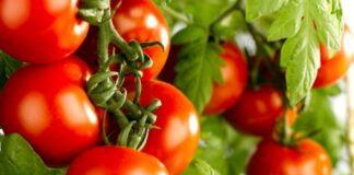 Як правильно їсти помідори, щоб не нашкодити організму - today.ua