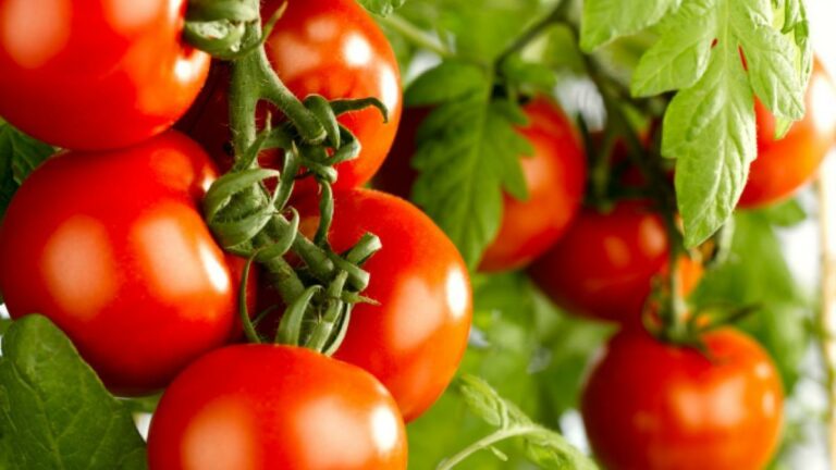 Як правильно їсти помідори, щоб не нашкодити організму - today.ua