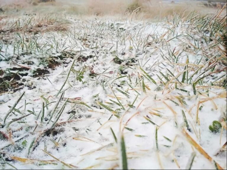 Осіння погода бере Україну в полон: сніг у Карпатах і понад сотню знеструмлених сіл на заході країни - today.ua