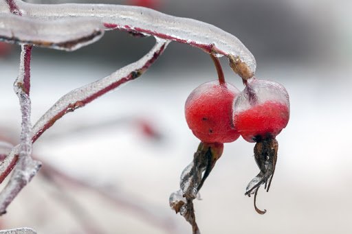 Теплий грудень і Новий рік зі снігом: синоптики розповіли про погоду на зиму