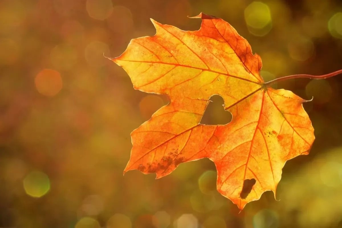 Погода на вихідні в Україні: що обіцяють синоптики на найближчий уїк-енд - today.ua