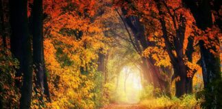 Праздник 17 октября: почему в Ерофеев день опасно ходить в лес - today.ua