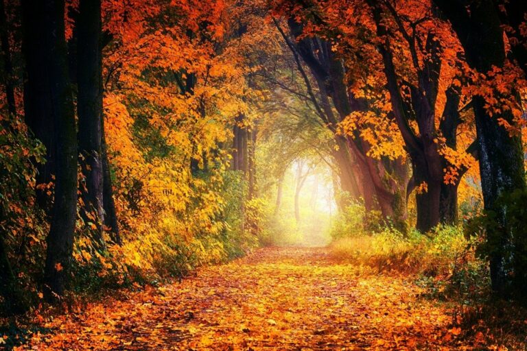 Свято 17 жовтня: чому в Єрофеєв день небезпечно ходити до лісу - today.ua