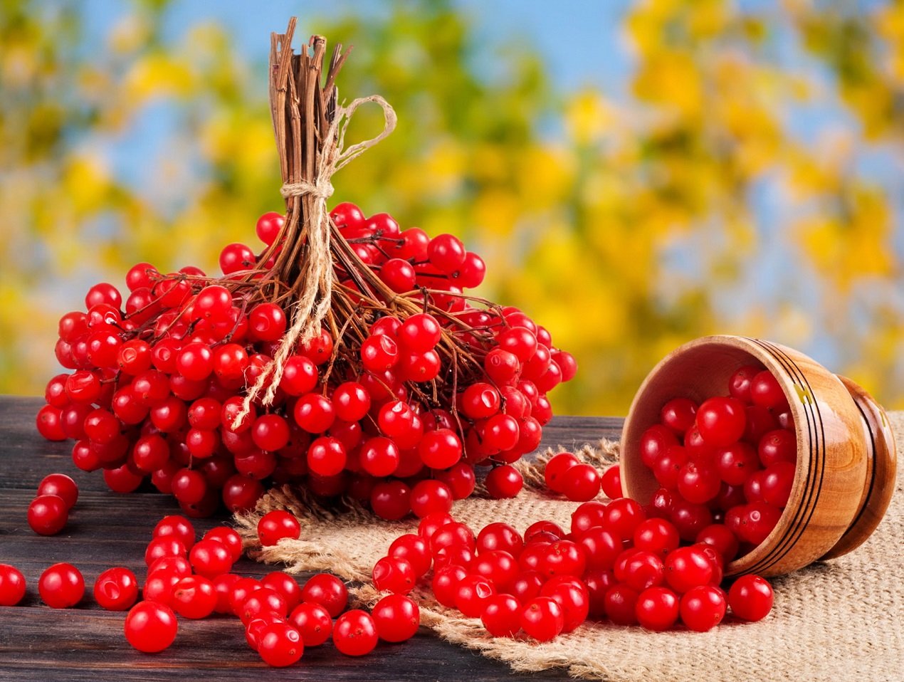 Калина для укрепления иммунитета против коронавируса: рецепт вкусного витаминного лекарства