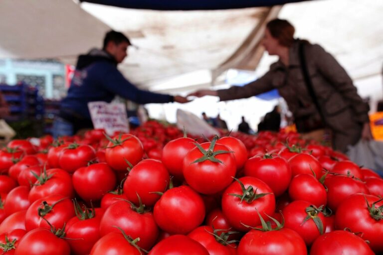 В Украине рекордно подорожали помидоры: аграрии назвали причины   - today.ua