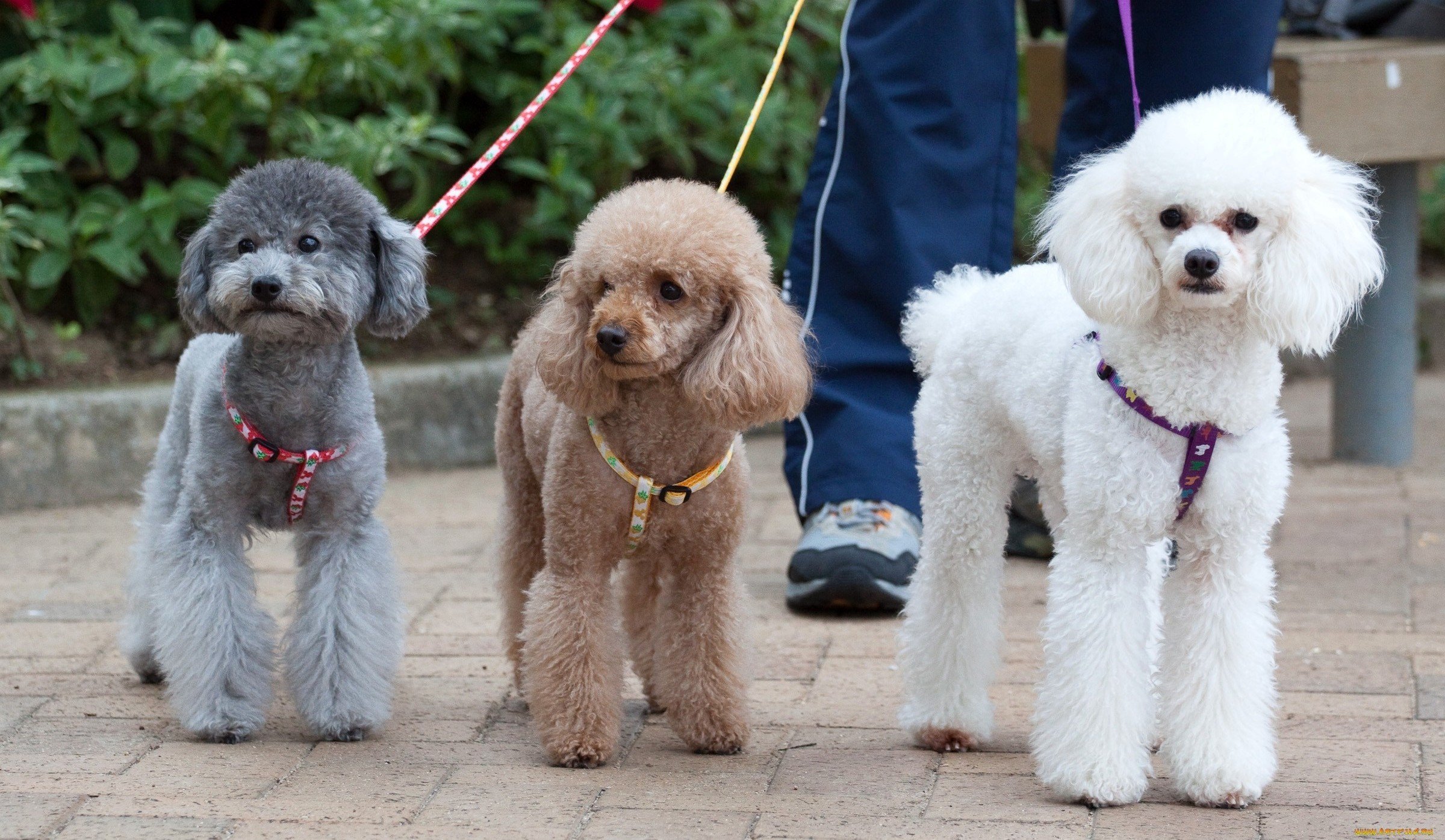 Названы породы собак, которых дрессировать легче остальных - today.ua
