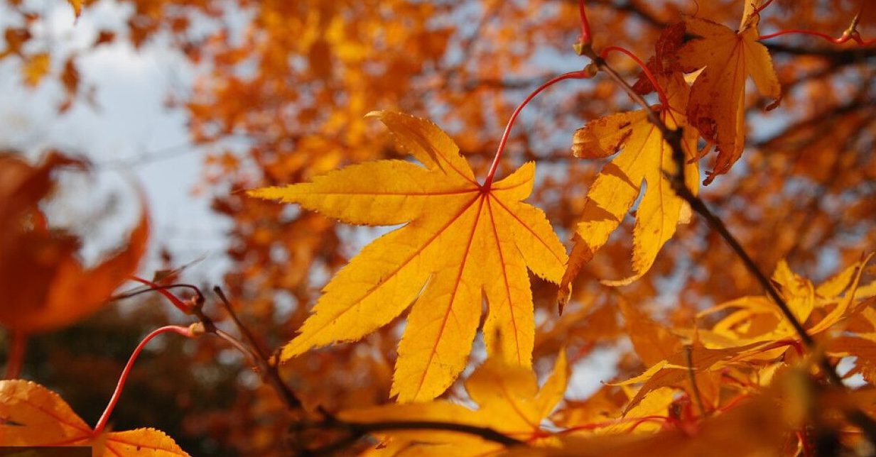 В Украине ожидается еще одно "бабье лето" в октябре: синоптики назвали дату
