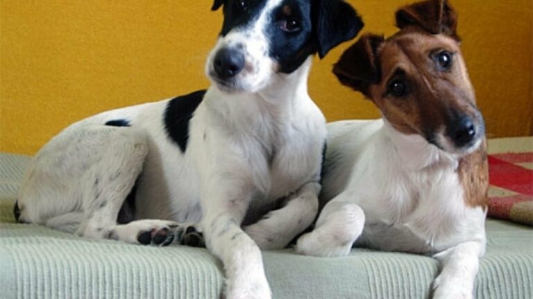 Три породи собак, які обожнюють часто і голосно гавкати без приводу - today.ua