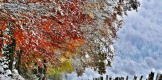 Теплый декабрь и Новый год со снегом: синоптики рассказали о погоде на зиму     - today.ua