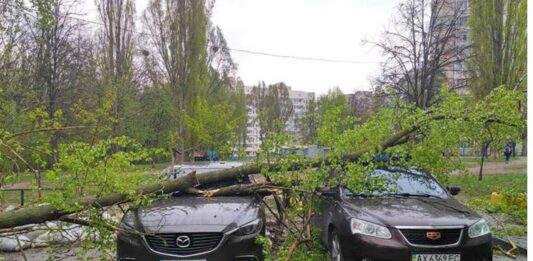 Если дерево упало на авто: кто должен компенсировать ущерб разъяснил суд - today.ua