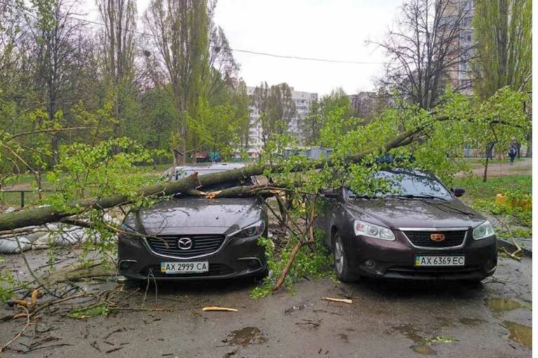 Если дерево упало на авто: кто должен компенсировать ущерб разъяснил суд - today.ua
