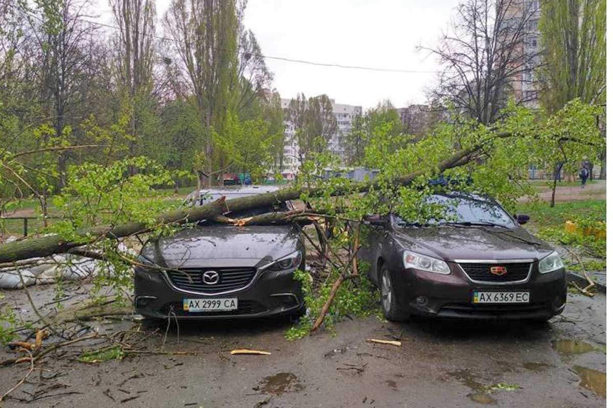 Дерево упало на тойоту