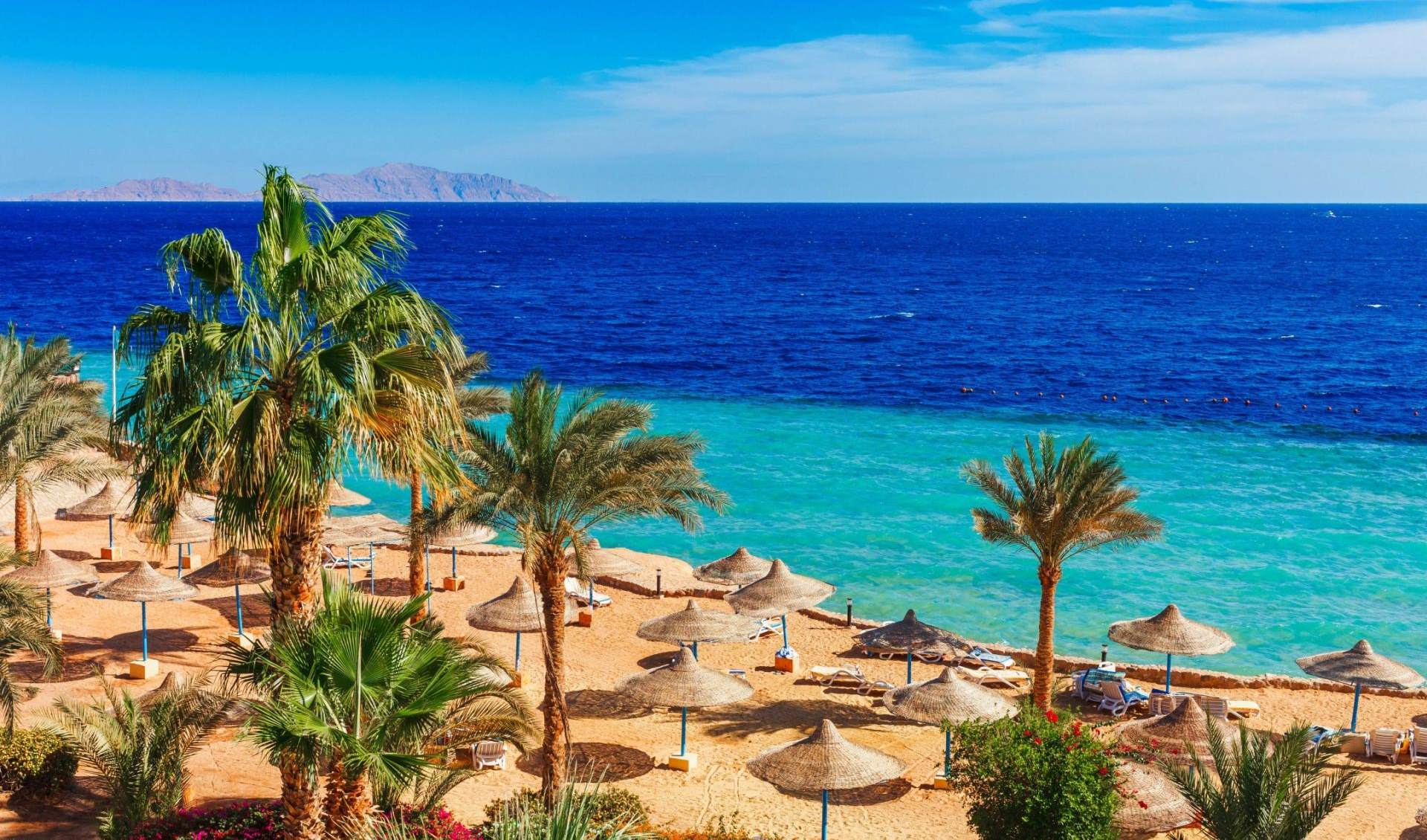 Из Египта сообщили подробности нападения акулы на туристов из Украины