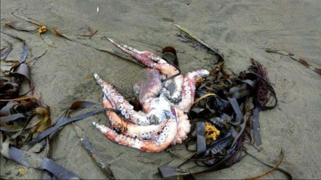 Масштабна екологічна катастрофа на Камчатці в Росії: люди сліпнуть, гине все живе