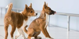 Эксперты назвали породу собак, которая распознает заболевших на коронавирус  - today.ua