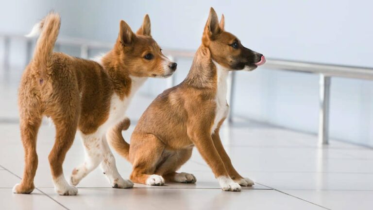 Експерти назвали породу собак, яка розпізнає хворих на коронавірус - today.ua