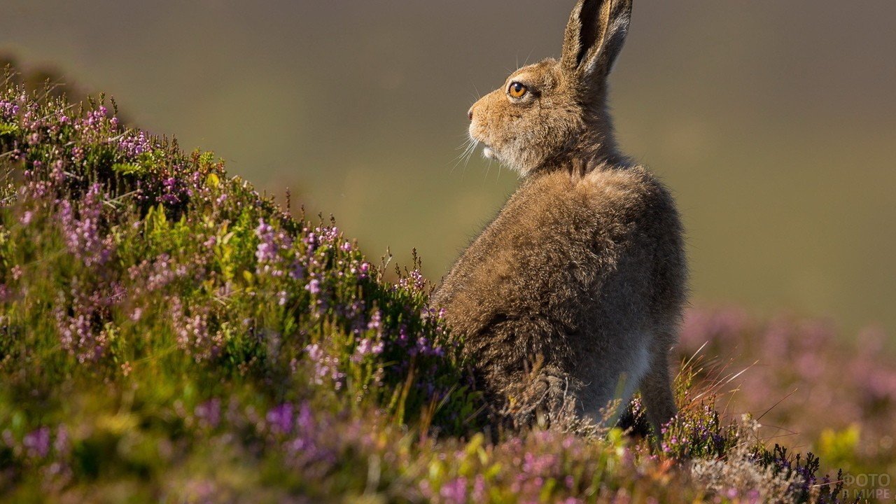 Праздник 12 октября: на Кириака Отшельника ждали первый снег и охотились на зайцев