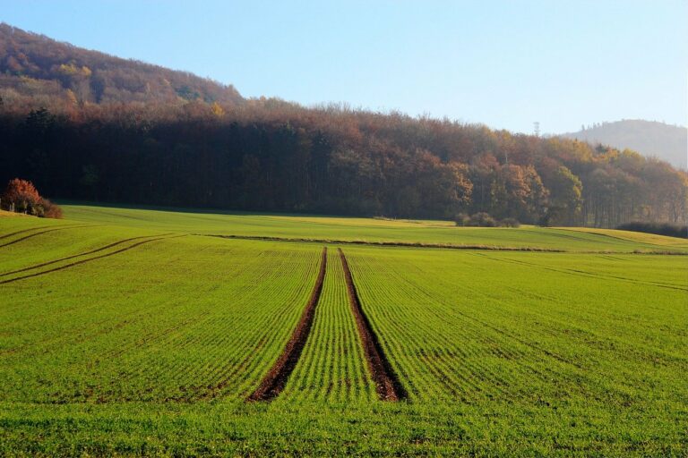 Стало відомо, якою може бути вартість гектара землі після відкриття земельного ринку в Україні - today.ua