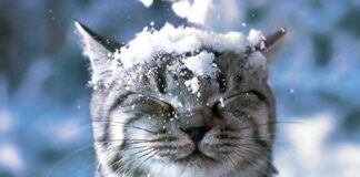 Зима будет очень холодной: прогноз погоды от Леонида Горбаня до февраля 2021 - today.ua