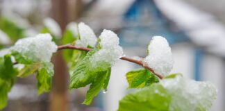 Прогноз погоди на перші дні зими: синоптики прогнозують різке похолодання і снігопади - today.ua
