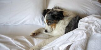 ТОП-3 породы собак, которые больше всего на свете любят спать - today.ua