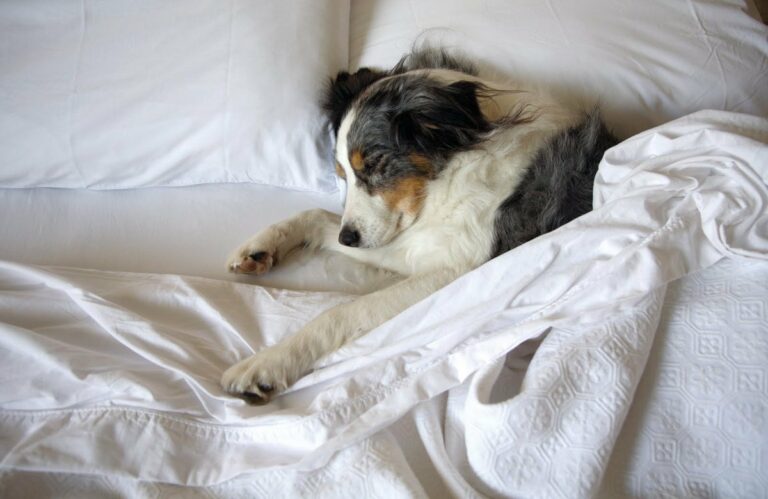 ТОП-3 породы собак, которые больше всего на свете любят спать - today.ua