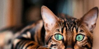 Самые умные кошки в мире: ТОП-3 породы, которые легко поддаются дрессировке - today.ua