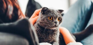 Гипоаллергенные кошки: ТОП-3 породы безопасных для аллергиков домашних питомцев - today.ua