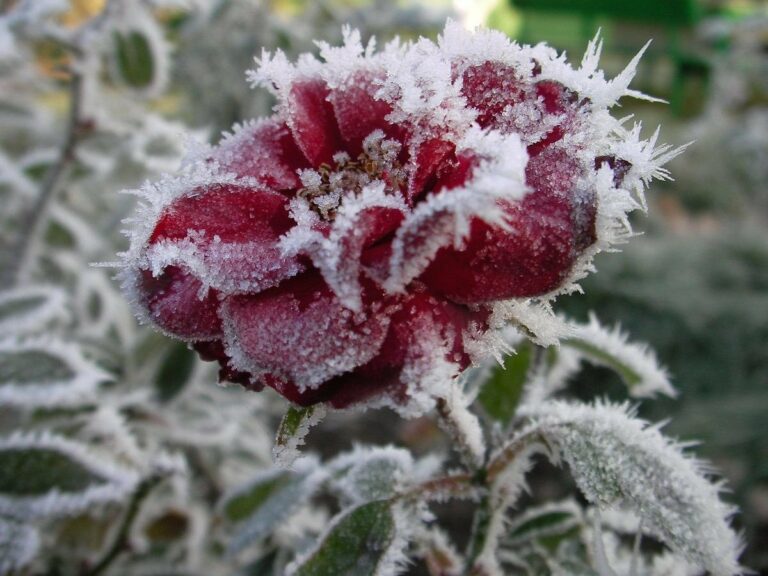 В Украине ударят морозы: прогноз погоды от Наталки Диденко - today.ua