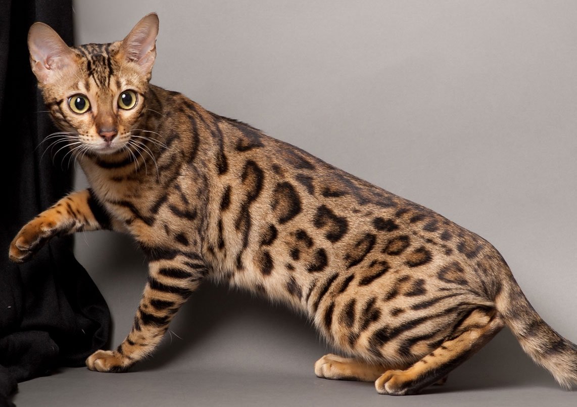 Найрозумніші кішки в світі: ТОП-3 породи, які легко піддаються дресируванню
