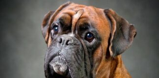 Самые добрые и преданные собаки в мире: ТОП-3 породы идеальных домашних питомцев - today.ua