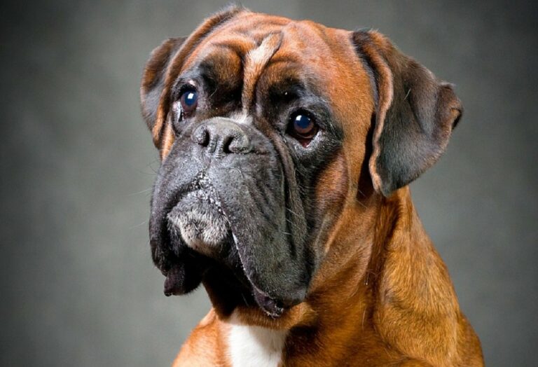Найдобріші і віддані собаки в світі: ТОП-3 породи ідеальних домашніх вихованців - today.ua