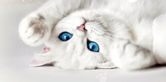 Кошки с голубыми глазами – пять самых красивых пород - today.ua