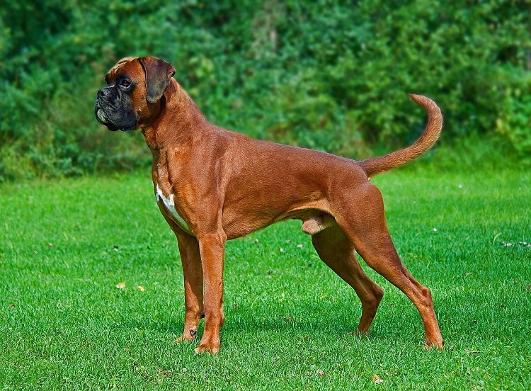 Самые добрые и преданные собаки в мире: ТОП-3 породы идеальных домашних питомцев