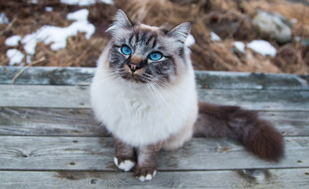 Кішки з блакитними очима - п'ять найкрасивіших порід