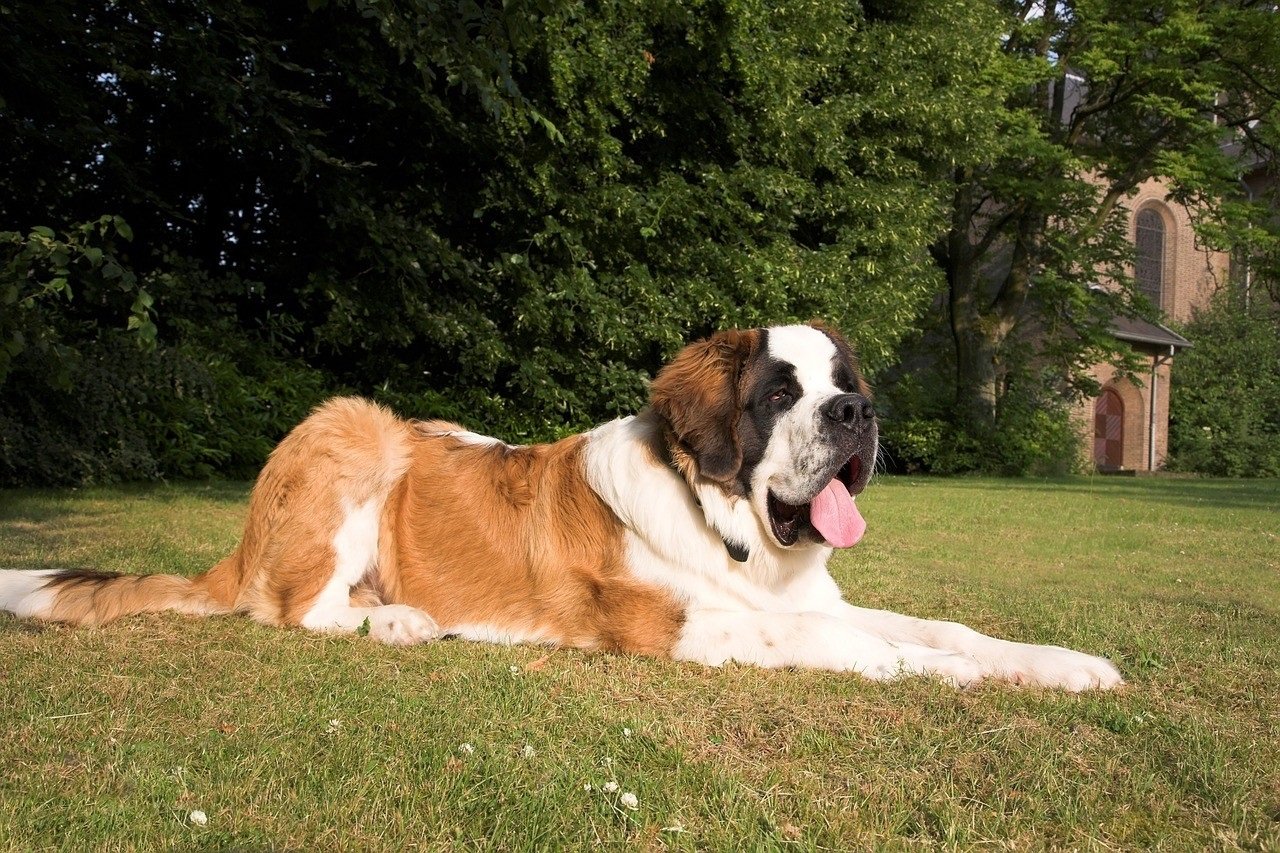 Самые добрые и преданные собаки в мире: ТОП-3 породы идеальных домашних питомцев