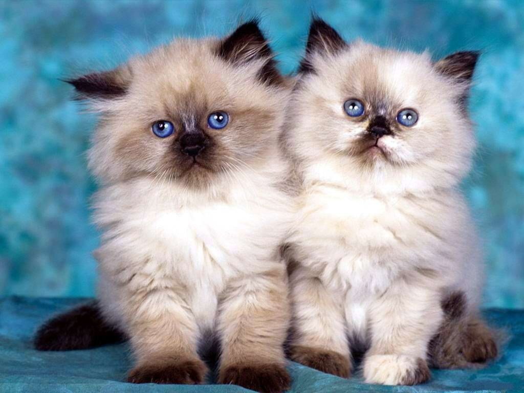 Кішки з блакитними очима - п'ять найкрасивіших порід