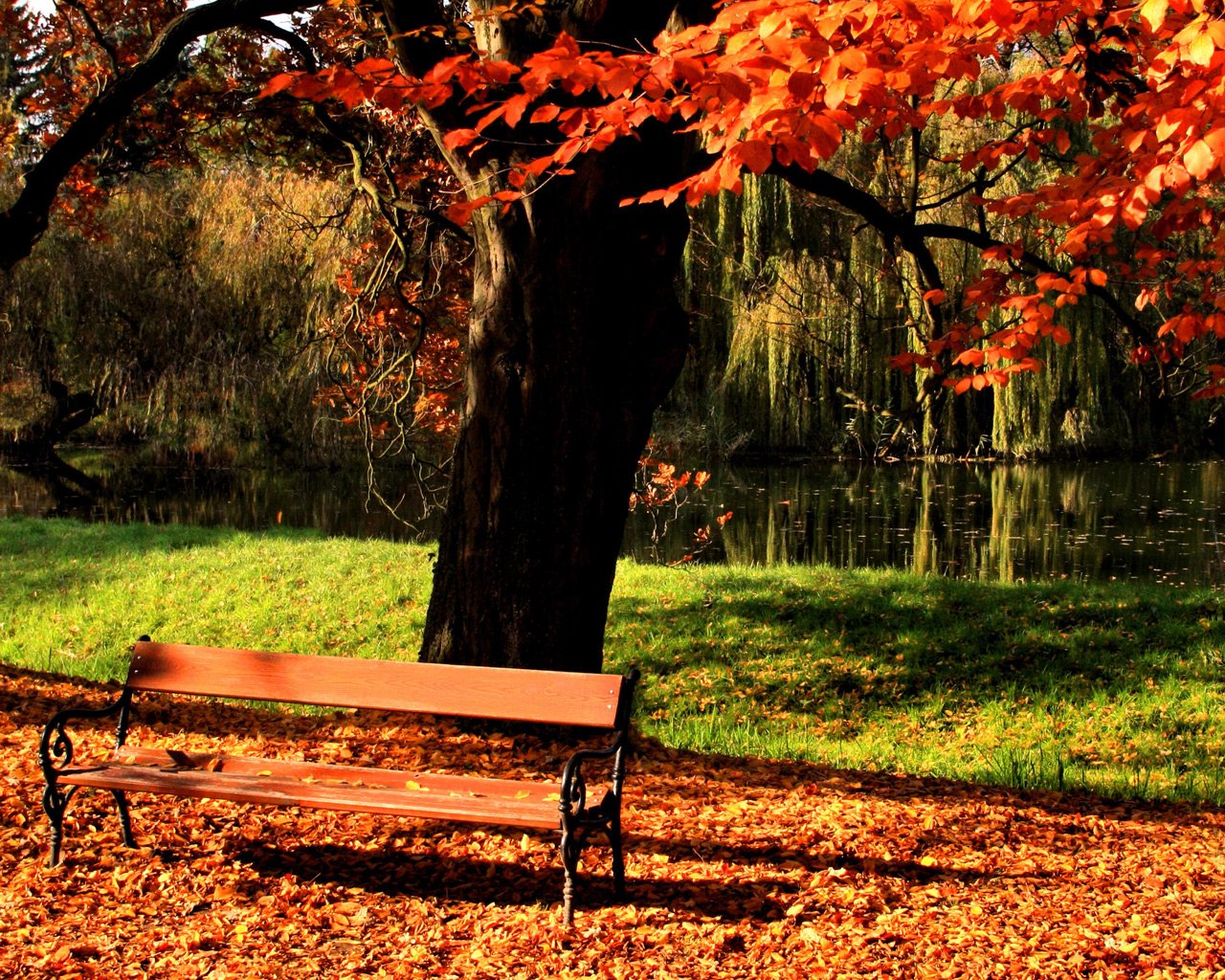 Синоптики прогнозируют последнее потепление накануне зимних морозов: озвучен прогноз погоды на ближайшие дни