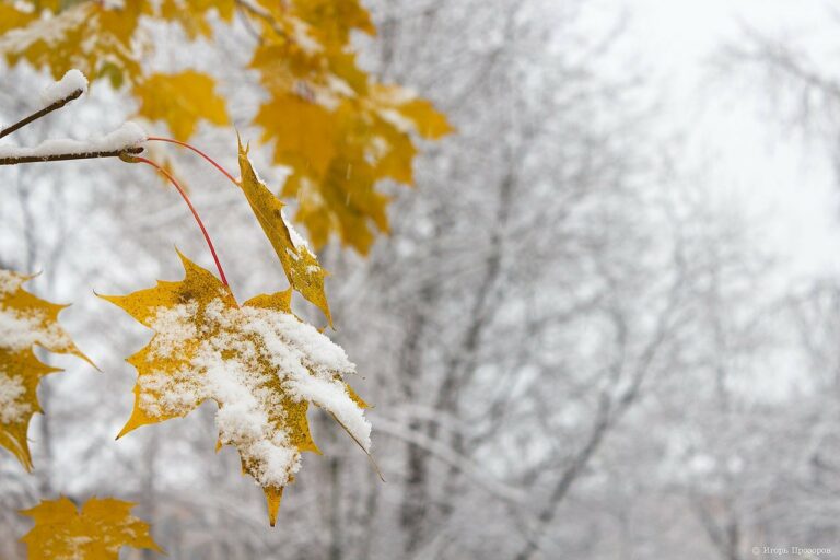 Украину накрыл ледяной циклон: синоптики рассказали, к какой погоде готовиться на этой неделе - today.ua