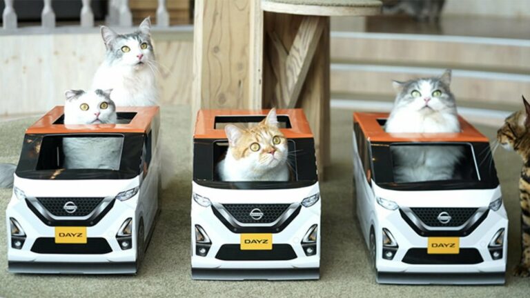 Nissan выпустил автомобили для котов - today.ua