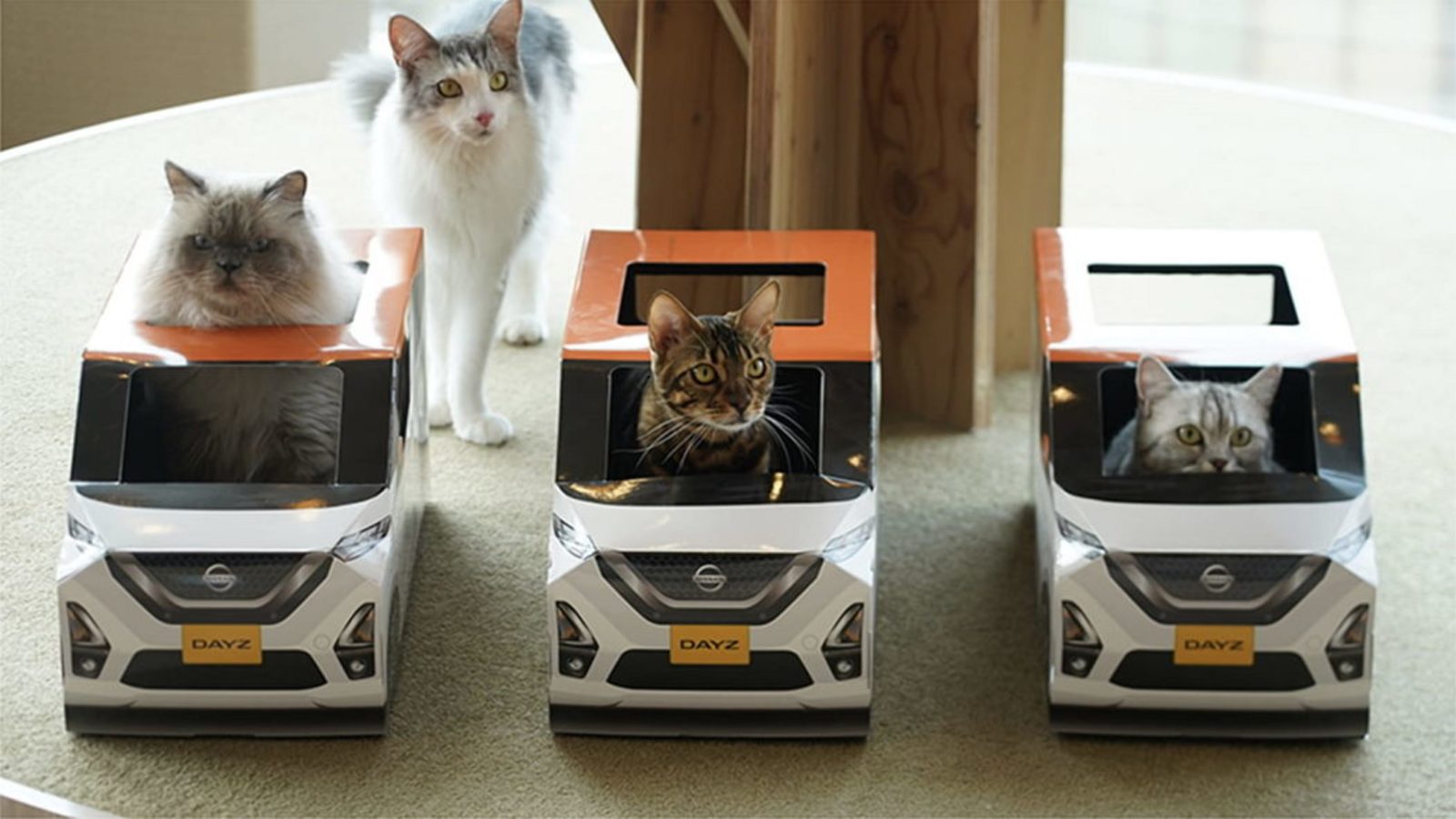 Nissan випустив автомобілі для котів