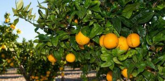 Апельсины могут быть вредны для организма: медики рассказали, когда на них не стоить налегать - today.ua
