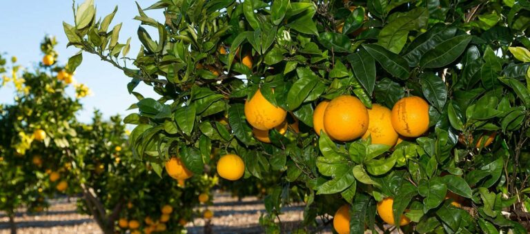 Апельсини можуть бути шкідливі для організму: медики розповіли, коли на них не варто налягати - today.ua