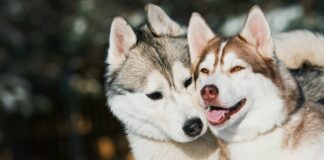 Рейтинг порід собак з найміцнішим здоров'ям: господарі забудуть про ветеринарів - today.ua