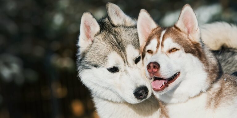 Рейтинг пород собак с самым крепким здоровьем: хозяева забудут о ветеринарах    - today.ua