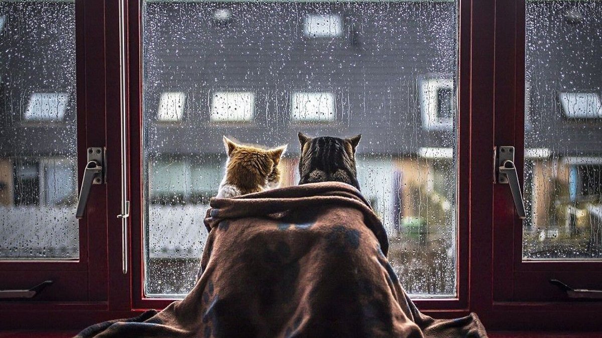 Мокрый снег и заморозки: синоптики рассказали о погоде в областях Украины на начало недели